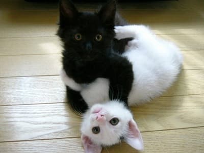 Cat fight